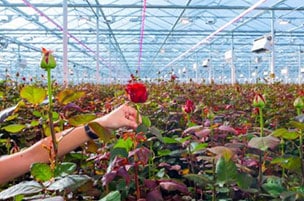 Blumenzucht