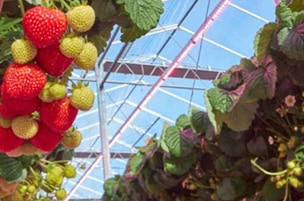 Obst und Gemüse