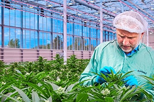 Medizinisches Cannabis